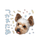 ちゃろんぼstamp (by hoho)（個別スタンプ：9）