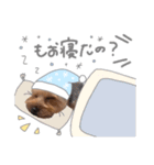 ちゃろんぼstamp (by hoho)（個別スタンプ：10）