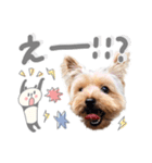 ちゃろんぼstamp (by hoho)（個別スタンプ：11）