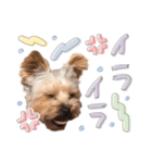 ちゃろんぼstamp (by hoho)（個別スタンプ：13）