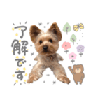 ちゃろんぼstamp (by hoho)（個別スタンプ：16）