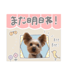 ちゃろんぼstamp (by hoho)（個別スタンプ：17）