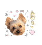 ちゃろんぼstamp (by hoho)（個別スタンプ：19）