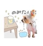 ちゃろんぼstamp (by hoho)（個別スタンプ：23）