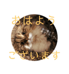 かわいいうちのねこ。（個別スタンプ：2）