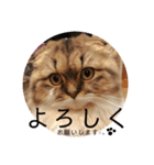 かわいいうちのねこ。（個別スタンプ：3）