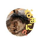 かわいいうちのねこ。（個別スタンプ：5）