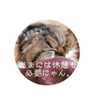 かわいいうちのねこ。（個別スタンプ：7）