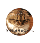 かわいいうちのねこ。（個別スタンプ：8）