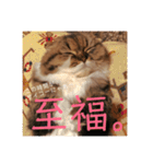 かわいいうちのねこ。（個別スタンプ：9）