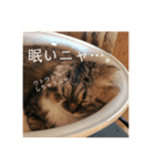 かわいいうちのねこ。（個別スタンプ：12）