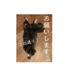 かわいいうちのねこ。（個別スタンプ：14）