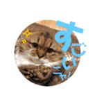 かわいいうちのねこ。（個別スタンプ：20）