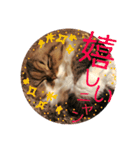 かわいいうちのねこ。（個別スタンプ：21）