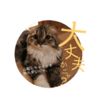 かわいいうちのねこ。（個別スタンプ：22）