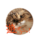 かわいいうちのねこ。（個別スタンプ：23）