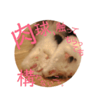 かわいいうちのねこ。（個別スタンプ：24）