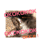 かわいいうちのねこ。（個別スタンプ：25）