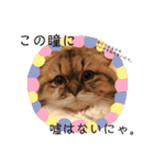 かわいいうちのねこ。（個別スタンプ：26）