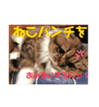 かわいいうちのねこ。（個別スタンプ：27）