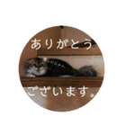 かわいいうちのねこ。（個別スタンプ：29）