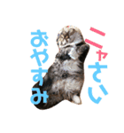 かわいいうちのねこ。（個別スタンプ：32）