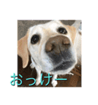愉快なみんなのスタンプ（個別スタンプ：11）