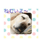 愉快なみんなのスタンプ（個別スタンプ：37）