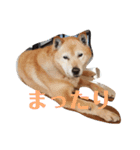 我が家の北海道犬（個別スタンプ：1）