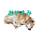 我が家の北海道犬（個別スタンプ：2）