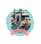 我が家の北海道犬（個別スタンプ：3）