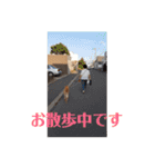 我が家の北海道犬（個別スタンプ：4）