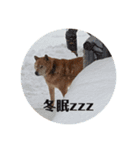 我が家の北海道犬（個別スタンプ：7）