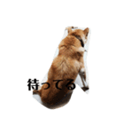 我が家の北海道犬（個別スタンプ：10）
