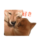 我が家の北海道犬（個別スタンプ：11）