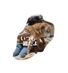 我が家の北海道犬（個別スタンプ：12）