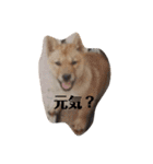 我が家の北海道犬（個別スタンプ：13）