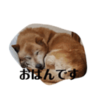 我が家の北海道犬（個別スタンプ：16）