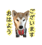 柴犬とシーズー犬のスタンプ 日常編（個別スタンプ：1）