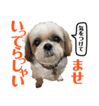 柴犬とシーズー犬のスタンプ 日常編（個別スタンプ：2）
