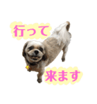 柴犬とシーズー犬のスタンプ 日常編（個別スタンプ：3）