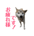 柴犬とシーズー犬のスタンプ 日常編（個別スタンプ：5）