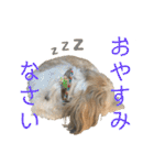 柴犬とシーズー犬のスタンプ 日常編（個別スタンプ：6）