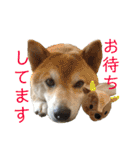 柴犬とシーズー犬のスタンプ 日常編（個別スタンプ：7）