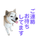 柴犬とシーズー犬のスタンプ 日常編（個別スタンプ：8）