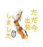 柴犬とシーズー犬のスタンプ 日常編（個別スタンプ：9）