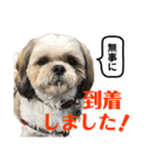 柴犬とシーズー犬のスタンプ 日常編（個別スタンプ：11）