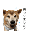 柴犬とシーズー犬のスタンプ 日常編（個別スタンプ：12）