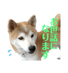 柴犬とシーズー犬のスタンプ 日常編（個別スタンプ：13）