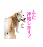 柴犬とシーズー犬のスタンプ 日常編（個別スタンプ：14）
